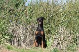 DOBERMANN 654